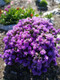 Rhododendron impeditum Azurika, in 1.5L Pot, Violet Blue Flowers