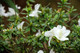 Rhododendron Hisako, in 1.5L Pot, White Flowers