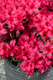 Azalea Rhododendron Silver Sword, in 1.5L Pot, Red Pink Flowers