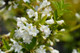 Weigela Bristol Snowflake in 1.5L Pot, Stunning White Flowers