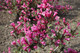 Weigela Florida Victoria in 1.5L Pot, Stunning Pink Trumpet Flowers