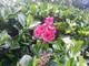 5 Escallonia Rubra Macrantha in 2L Pots, Hedging Plant Evergreen