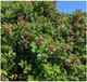 5 Escallonia Rubra Macrantha in 2L Pots, Hedging Plant Evergreen