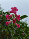 5 Escallonia Rubra Macrantha in 2L Pots, Hedging Plant Evergreen