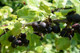 3 Jostaberry Ribes uva Crispa, Self-Fertile, Multistemmed Well Branched 60-80cm 3fatpigs®