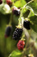 5 Thornless Blackberry 'Evergreen' Plants / Rubus Fruticosus Big Juicy Berries