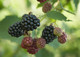 10 Thornless Blackberry 'Evergreen' Plants / Rubus Fruticosus Big Juicy Berries