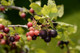 5 Jostaberry Ribes uva Crispa, Self-Fertile, Multistemmed Well Branched 60-80cm 3fatpigs®