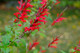 Salvia Elegans Scarlet Pineapple in a 1.5L Pot, Bee Friendly, Pineapple Scented Leaves