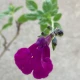 Salvia Viola's Darling in 1.5-2L Pot, Bee Friendly,  Purple Flowers