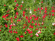 Salvia Microphylla Hot Lips in 1.5-2L Pot, Bee Friendly, Bicolour Red and White