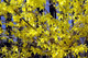 10 x Forsythia intermedia 'Spectabilis' Hedging 2-3ft Tall,Yellow Spring Flowers