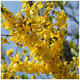 10 x Forsythia intermedia 'Spectabilis' Hedging 2-3ft Tall,Yellow Spring Flowers