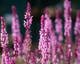 Salvia Nemorosa Caradonna Pink in 1.5-2L Pot, Bee Friendly, Soft Pink Flowers, Purple Stems