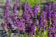 Salvia Nemorosa Mainacht in 1.5-2L Pot, Bee Friendly, Violet Blue Flowers