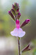 Salvia Greggii Joy in 9cm Pot, Bee Friendly, Pale Pink Flowers