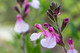 Salvia Greggii Joy in 9cm Pot, Bee Friendly, Pale Pink Flowers