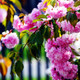 Cheal's Weeping Pink Flowering Cherry Tree 3ft, in a 2L Pot, P.Serrulata Kiku Shidare Zakura