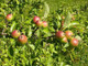 50 Crab Apple Trees 40-60cm Native Malus Hedging,Make your own Cider & Jelly