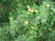 50 Crab Apple Trees 40-60cm Native Malus Hedging,Make your own Cider & Jelly