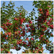 5 Crab Apple 3-4ft Tall Trees Native Malus Hedging,Make your own Cider & Jelly