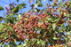 5 Crab Apple 3-4ft Tall Trees Native Malus Hedging,Make your own Cider & Jelly