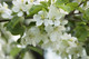 5 Crab Apple 3-4ft Tall Trees Native Malus Hedging,Make your own Cider & Jelly