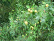 20 Crab Apple Trees 40-60cm Native Malus Hedging, Make your own Cider & Jelly