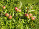 25 Crab Apple Trees 40-60cm Native Malus Hedging,Make your own Cider & Jelly
