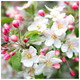 10 Crab Apple Trees 40-60cm Native Malus Hedging,Make your own Cider & Jelly