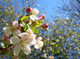 5 Crab Apple Trees 40-60cm Native Malus Hedging,Make your own Cider & Jelly