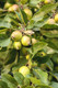 5 Crab Apple Trees 40-60cm Native Malus Hedging,Make your own Cider & Jelly
