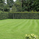 250 Green Beech Hedging Plants 3-4ft Fagus Sylvatica Trees,Copper Winter Leaves