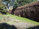 200 Green Beech Hedging Plants 3-4ft Fagus Sylvatica Trees,Copper Winter Leaves