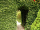 100 Green Beech Hedging Plants 3-4ft Fagus Sylvatica Trees,Copper Winter Leaves