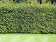 100 Green Beech Hedging Plants 3-4ft Fagus Sylvatica Trees,Copper Winter Leaves