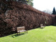 50 Green Beech Hedging Plants 3-4ft Fagus Sylvatica Trees,Copper Winter Leaves