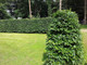 10 Green Beech Hedging Plants 3-4ft Fagus Sylvatica Trees,Copper Winter Leaves