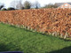 10 Green Beech Hedging Plants 3-4ft Fagus Sylvatica Trees,Copper Winter Leaves