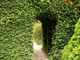 25 Green Beech Hedging Plants 3-4ft Fagus Sylvatica Trees,Copper Winter Leaves