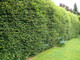 3 Green Beech Hedging Plants 3-4ft Fagus Sylvatica Trees,Copper Winter Leaves