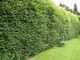 25 Green Beech Hedging Plants 4-5ft,Copper Autumn Colour 120-150cm Trees