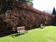 5 Green Beech Hedging Plants 4-5ft,Copper Autumn Colour 120-150cm Trees