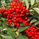 100 Mountain Ash Trees / Sorbus Aucuparia 1-2ft Tall Rowan Trees, Hedges