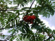 3 Mountain Ash Trees / Sorbus Aucuparia 1-2ft Tall Rowan Trees, Hedges