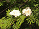 5 Mountain Ash Trees / Sorbus Aucuparia 1-2ft Tall Rowan Trees, Hedges