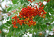 5 Mountain Ash Trees / Sorbus Aucuparia 1-2ft Tall Rowan Trees, Hedges