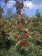20 Mountain Ash Trees / Sorbus Aucuparia 1-2ft Tall Rowan Trees, Hedges