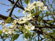 1 Wild Pear Tree 1-2ft,Pyrus Communis Hedging 40-60cm Strong Native Plant