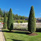 Hornbeam 'Fastigiata' 3-4ft Tall, Carpinus Betulus In a 2L Pot, Upright Growing Tree